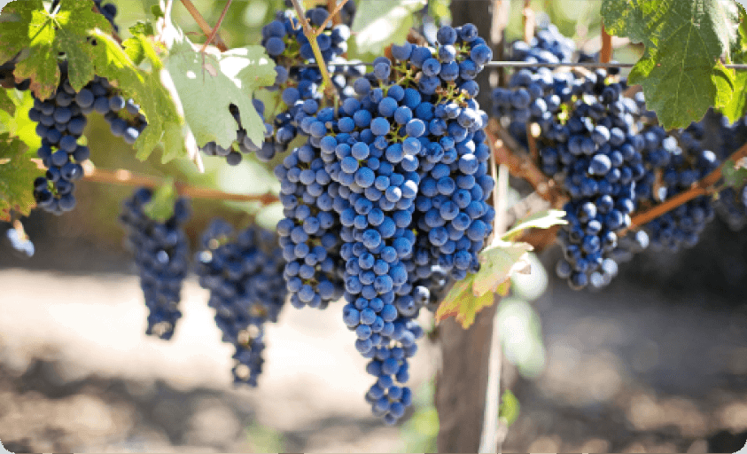 Vinova loza s plavim grozdovima
